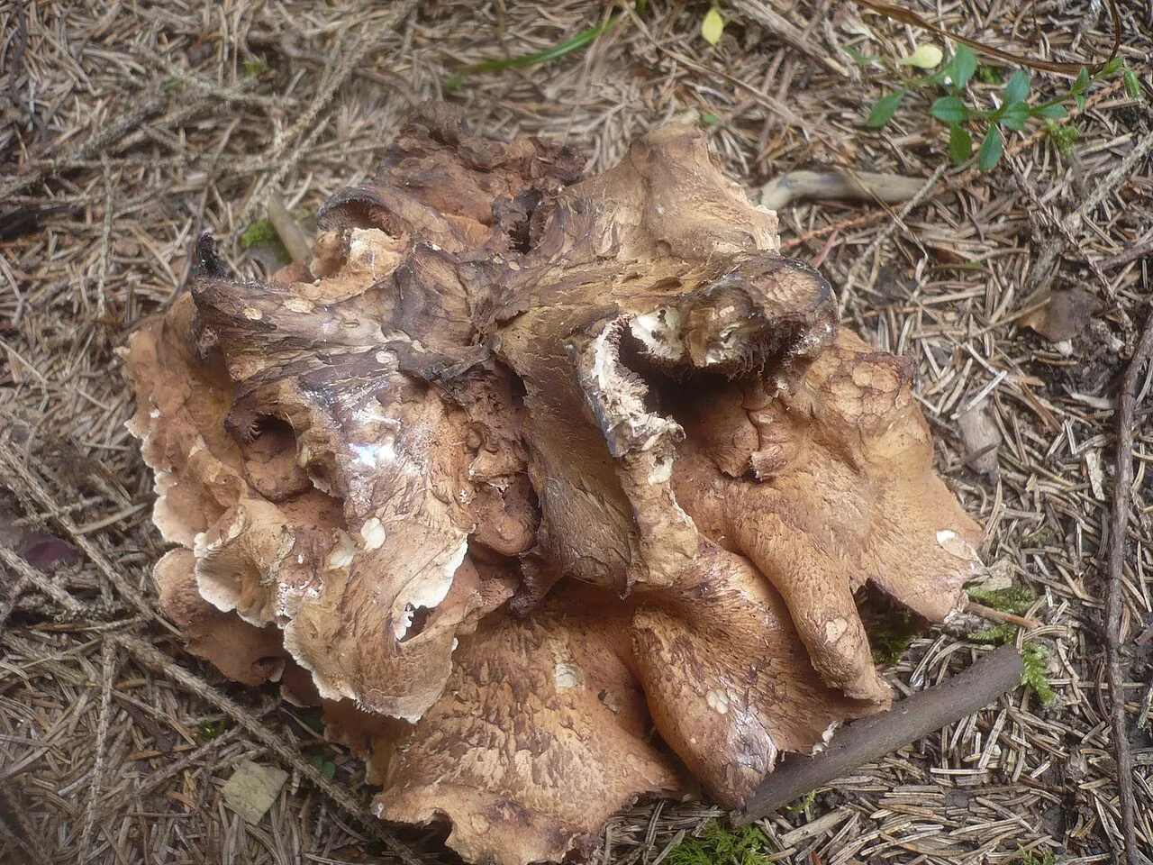 Hydnellum versipelle (Hydnellum versipelle) — photo mycologique