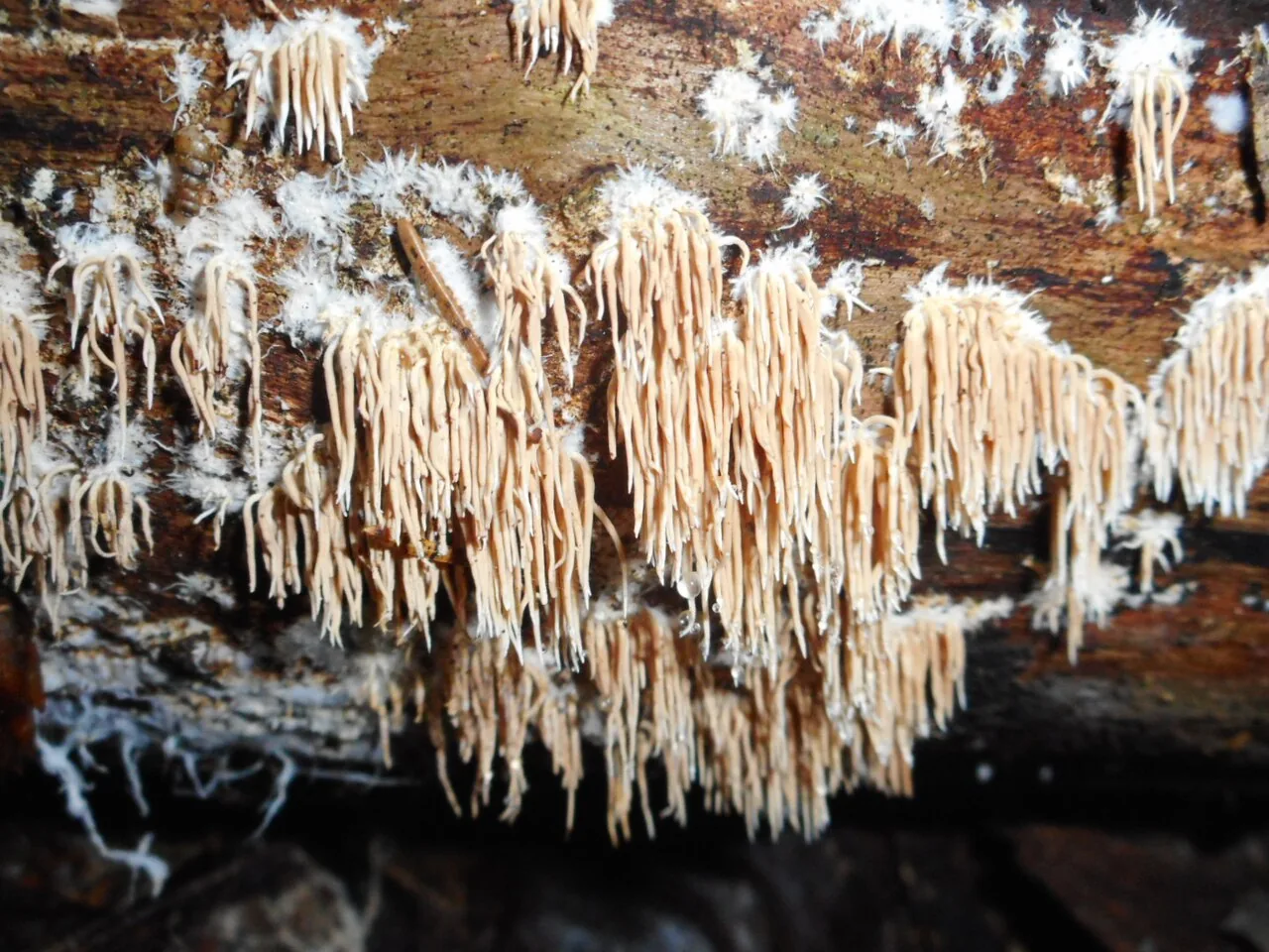 Hydnocristella latihypha (Hydnocristella latihypha) — photo mycologique