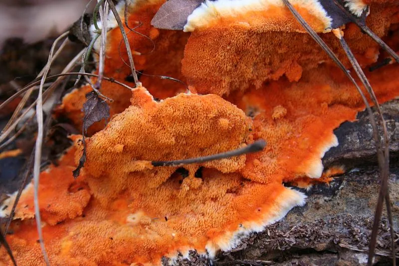 Hydnophlebia aurantia (Hydnophlebia aurantia) — photo mycologique