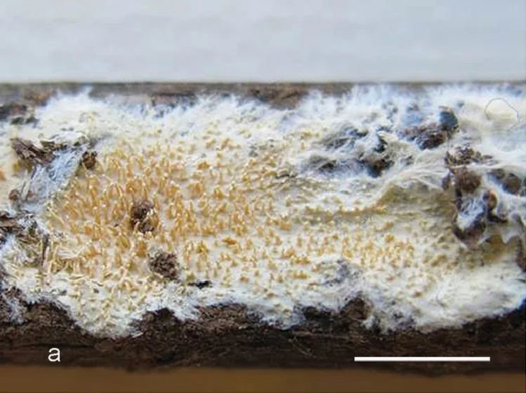 Hydnophlebia gorgonea (Hydnophlebia gorgonea) — photo mycologique