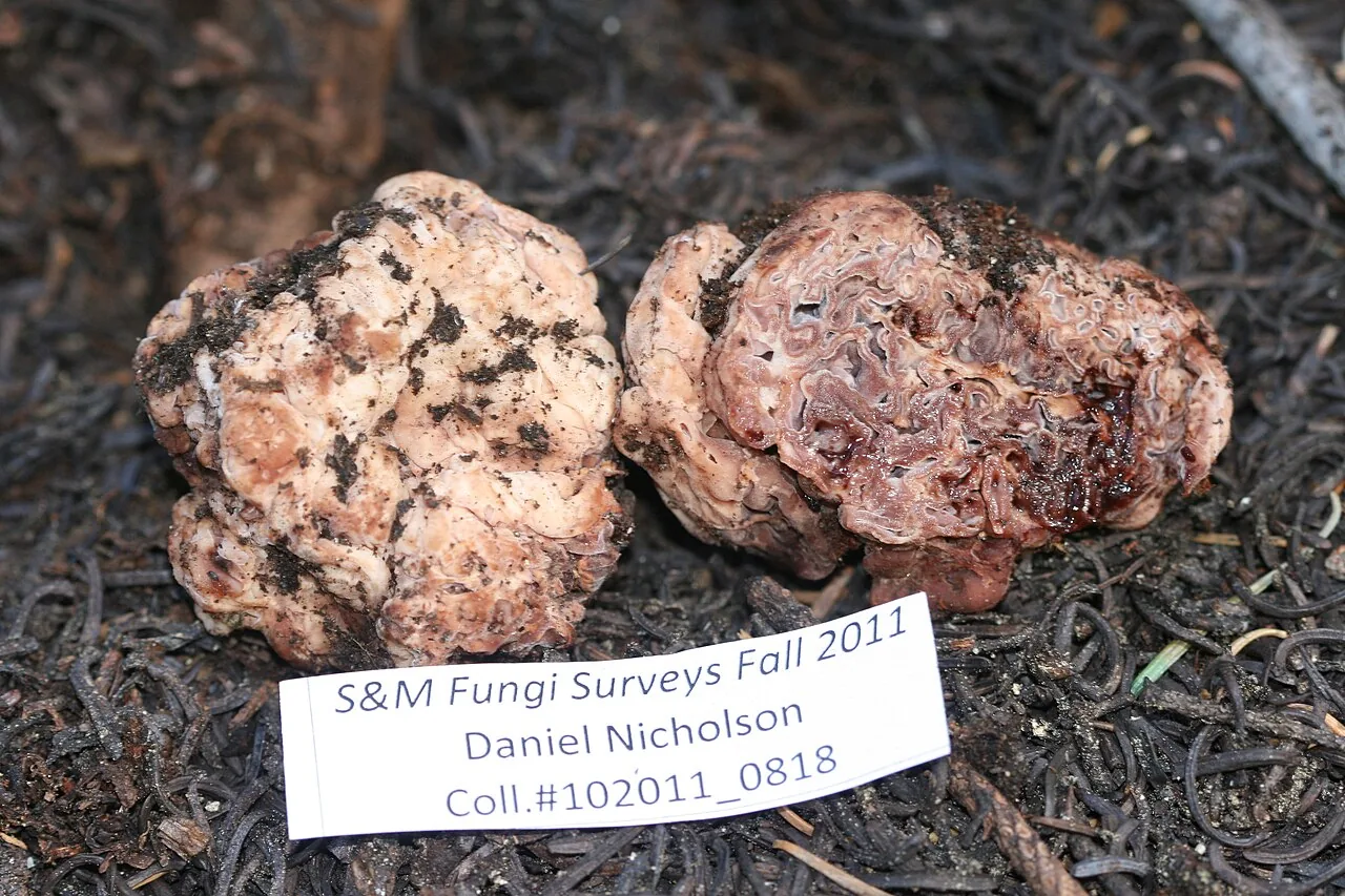 Hydnotrya cerebriformis (Hydnotrya cerebriformis) — photo mycologique