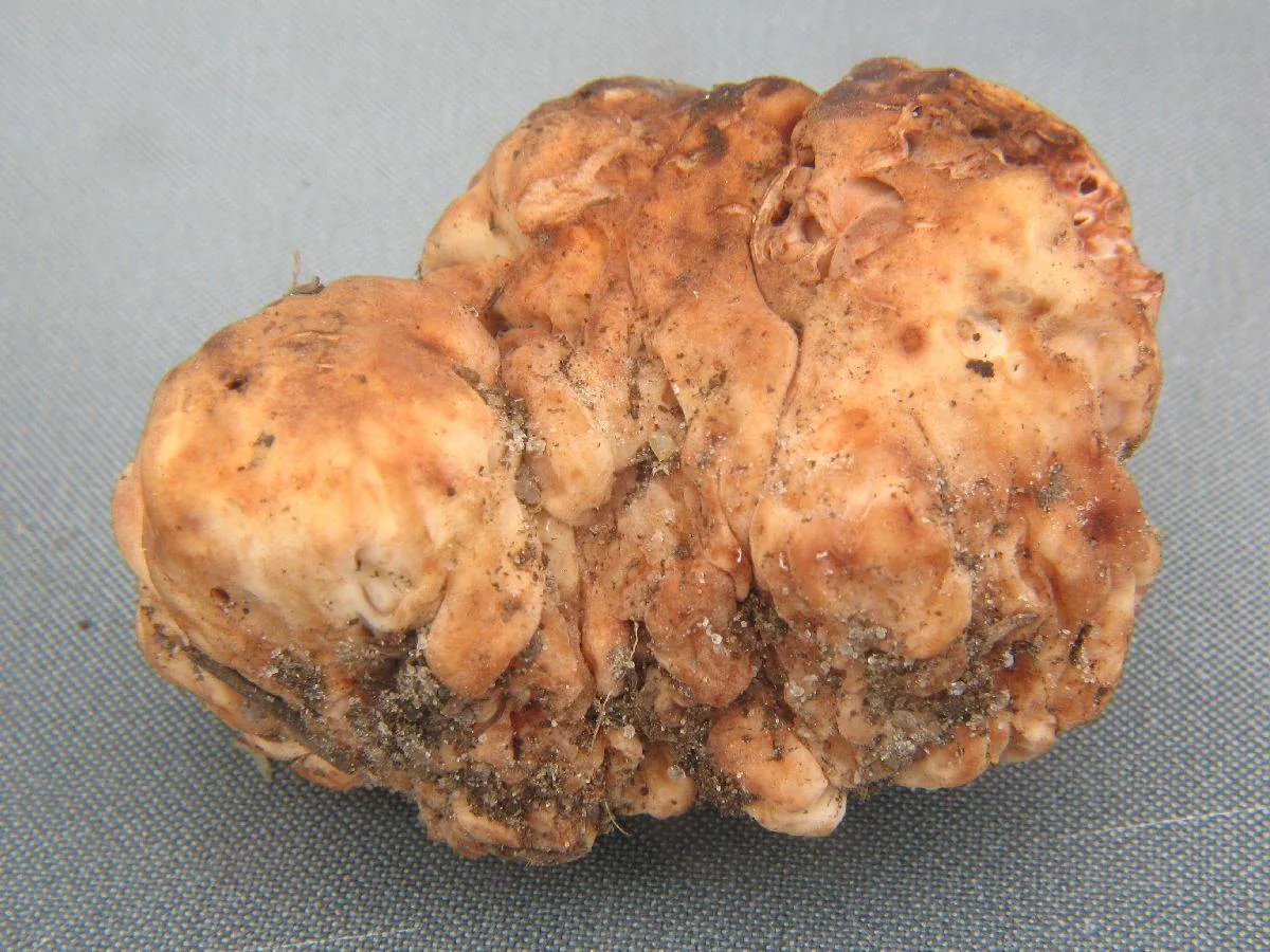Hydnotrya tulasnei (Hydnotrya tulasnei) — photo mycologique