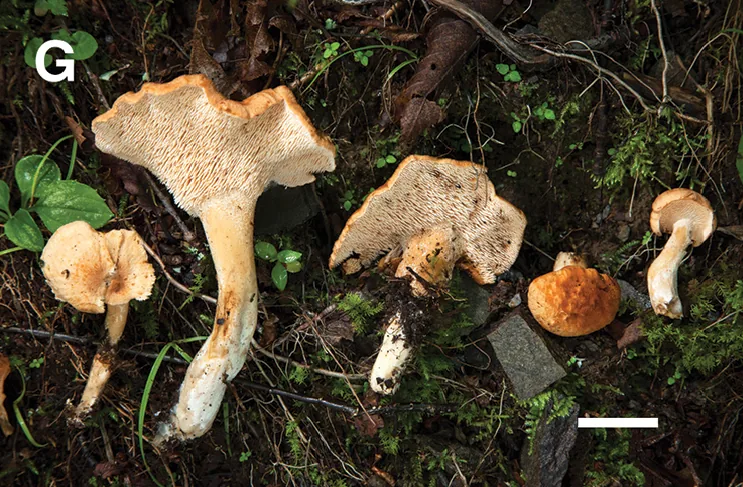 Hydnum aerostatisporum (Hydnum aerostatisporum) — photo mycologique