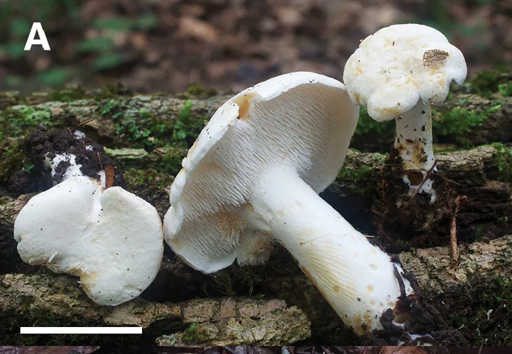 Hydnum albidum (Hydnum albidum) — photo mycologique