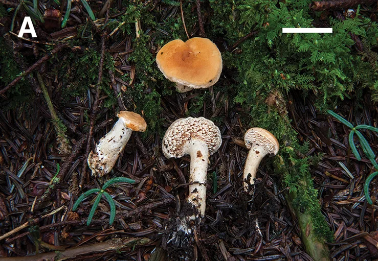 Hydnum canadense (Hydnum canadense) — photo mycologique
