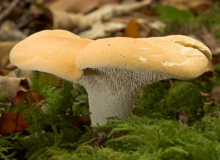 Hydnum repandum (Hydnum repandum) — photo mycologique