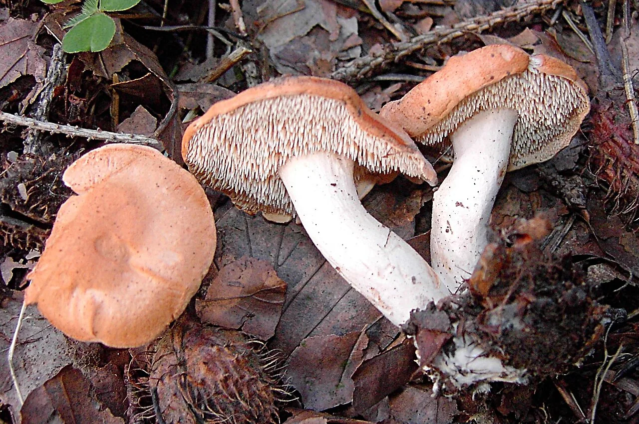 Hydnum rufescens (Hydnum rufescens) — photo mycologique