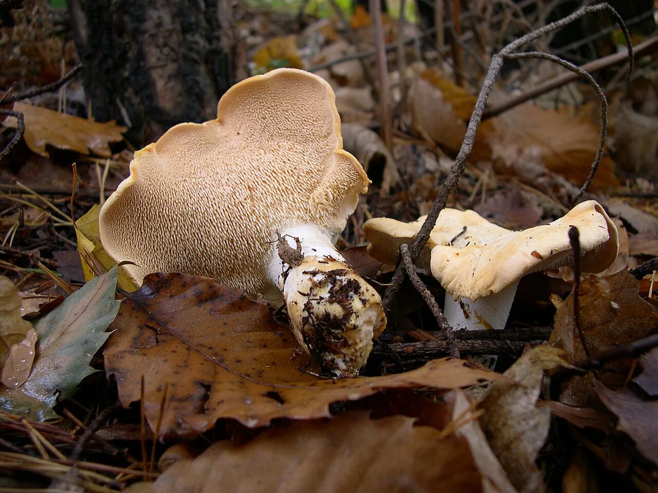 Hydnum submulsicolor (Hydnum submulsicolor) — photo mycologique