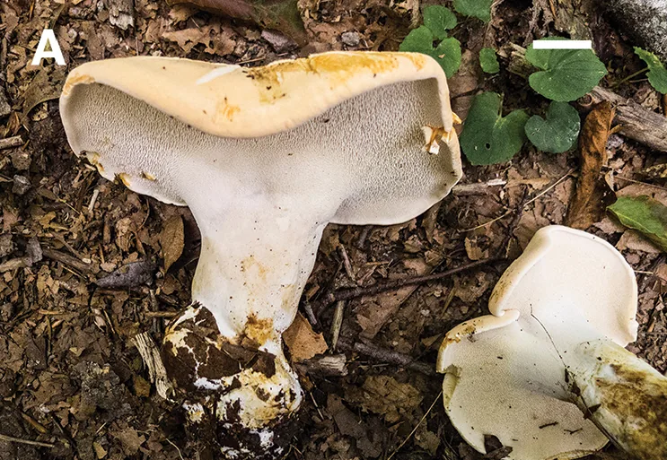 Hydnum subolympicum (Hydnum subolympicum) — photo mycologique