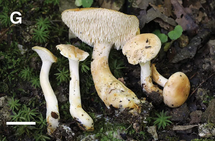 Hydnum subtilior (Hydnum subtilior) — photo mycologique