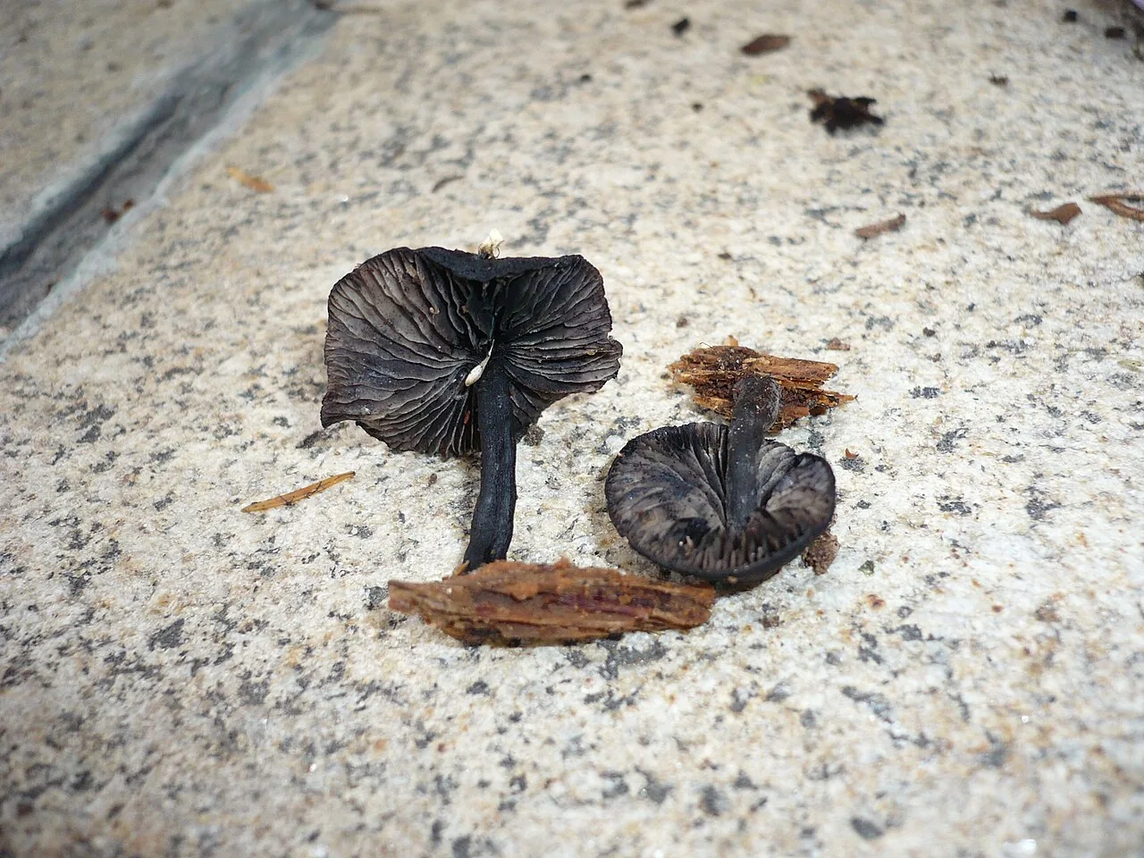 Hydropus papillatus (Hydropus papillatus) — photo mycologique