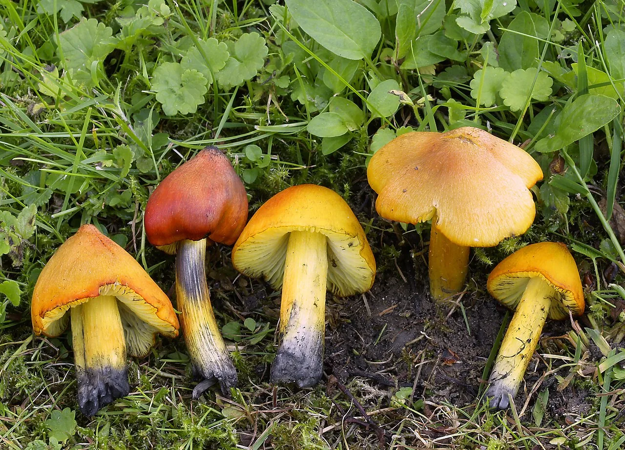 Hygrocybe alliciens (Hygrocybe alliciens) — photo mycologique