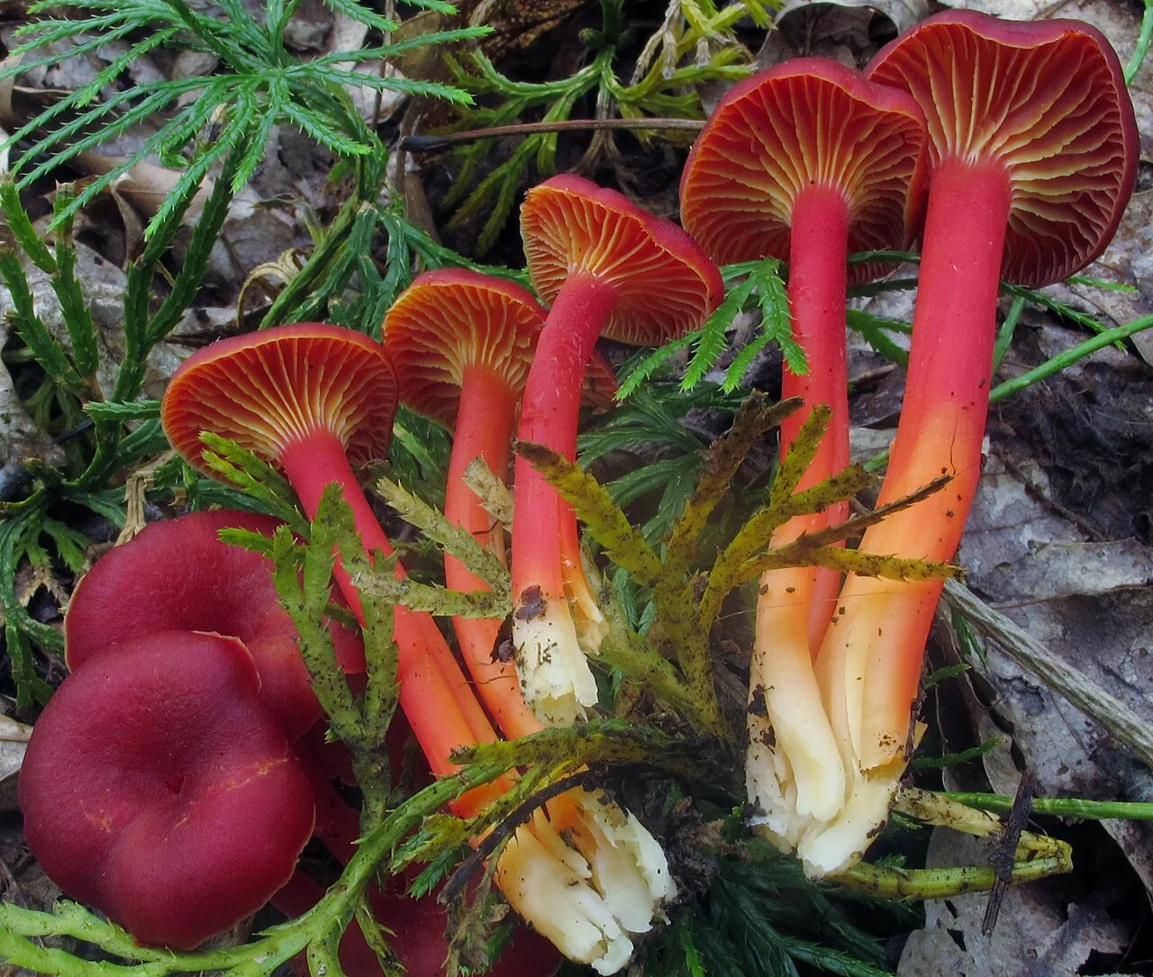 Hygrocybe appalachianensis (Hygrocybe appalachianensis) — photo mycologique