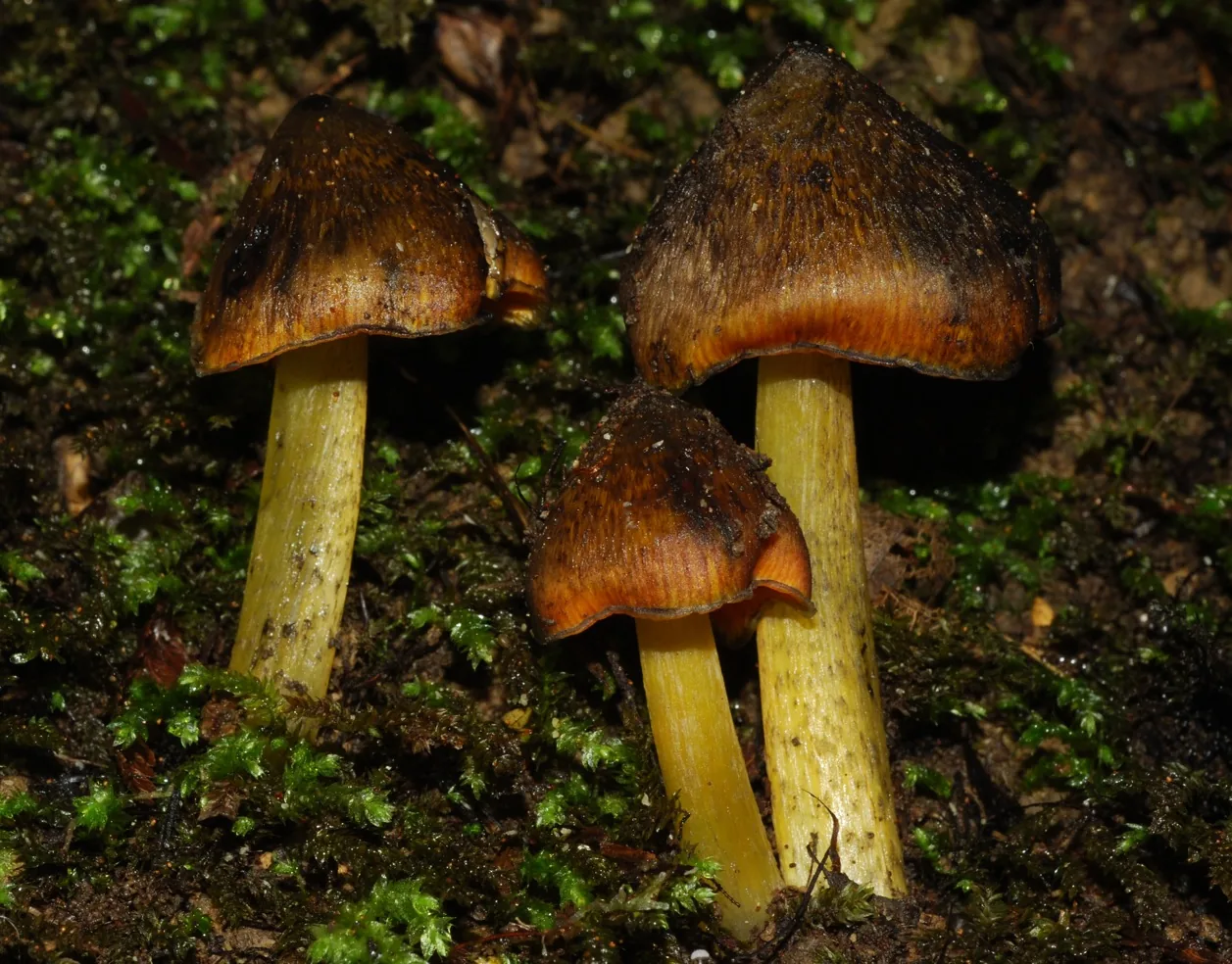 Hygrocybe astatogala (Hygrocybe astatogala) — photo mycologique