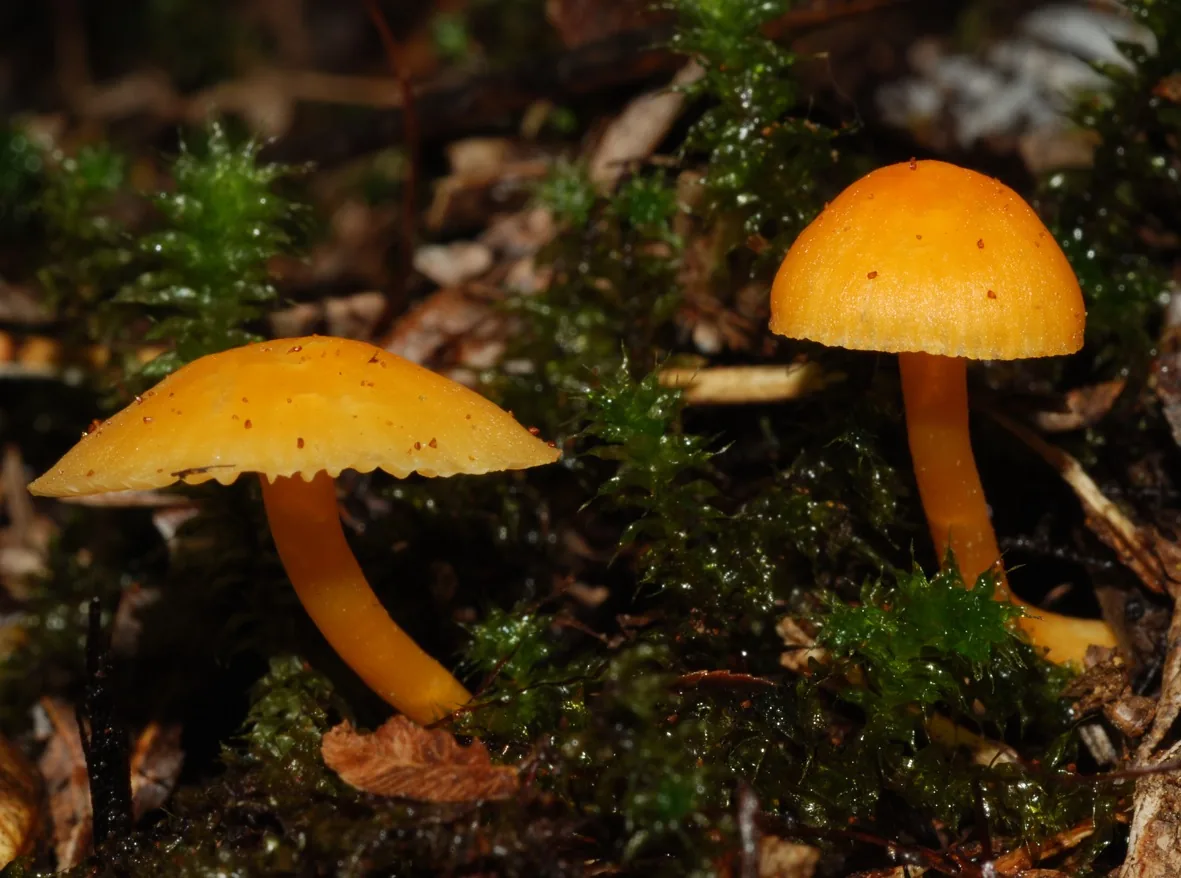 Hygrocybe blanda (Hygrocybe blanda) — photo mycologique