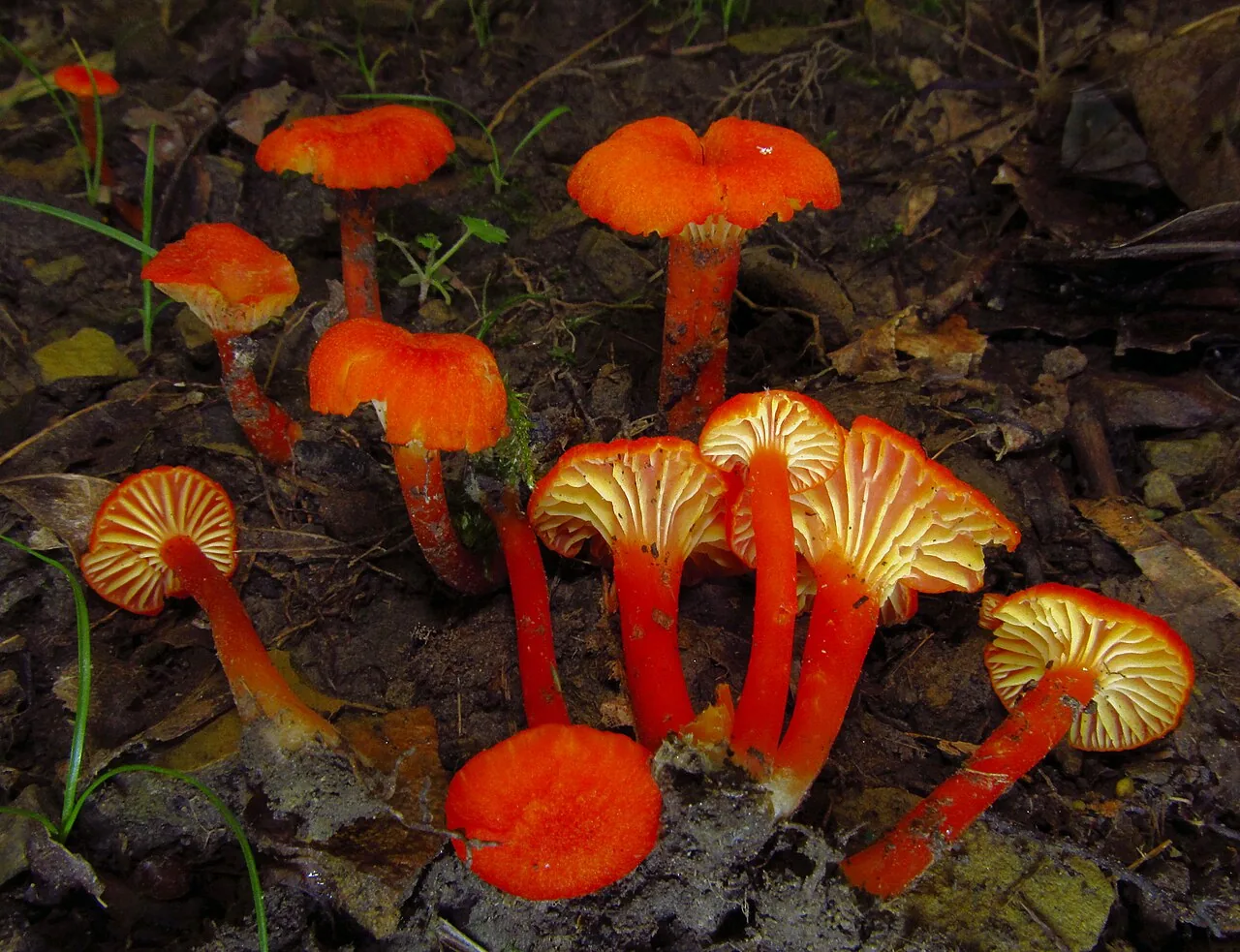 Hygrocybe cantharellus (Hygrocybe cantharellus) — photo mycologique