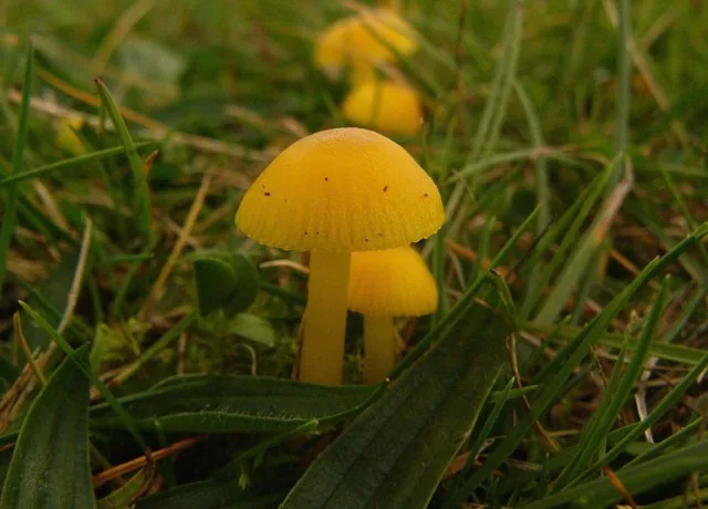 Hygrocybe ceracea (Hygrocybe ceracea) — photo mycologique