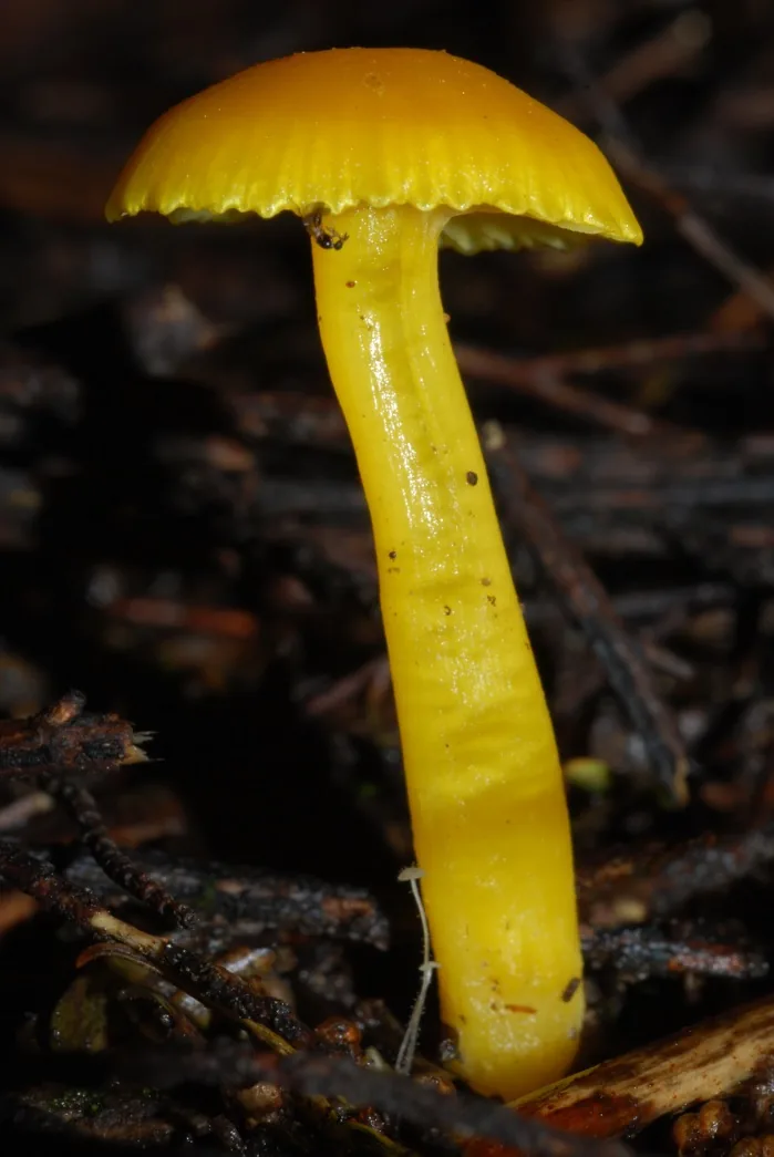 Hygrocybe cerinolutea (Hygrocybe cerinolutea) — photo mycologique