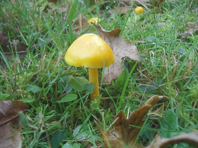 Hygrocybe chlorophana (Hygrocybe chlorophana) — photo mycologique