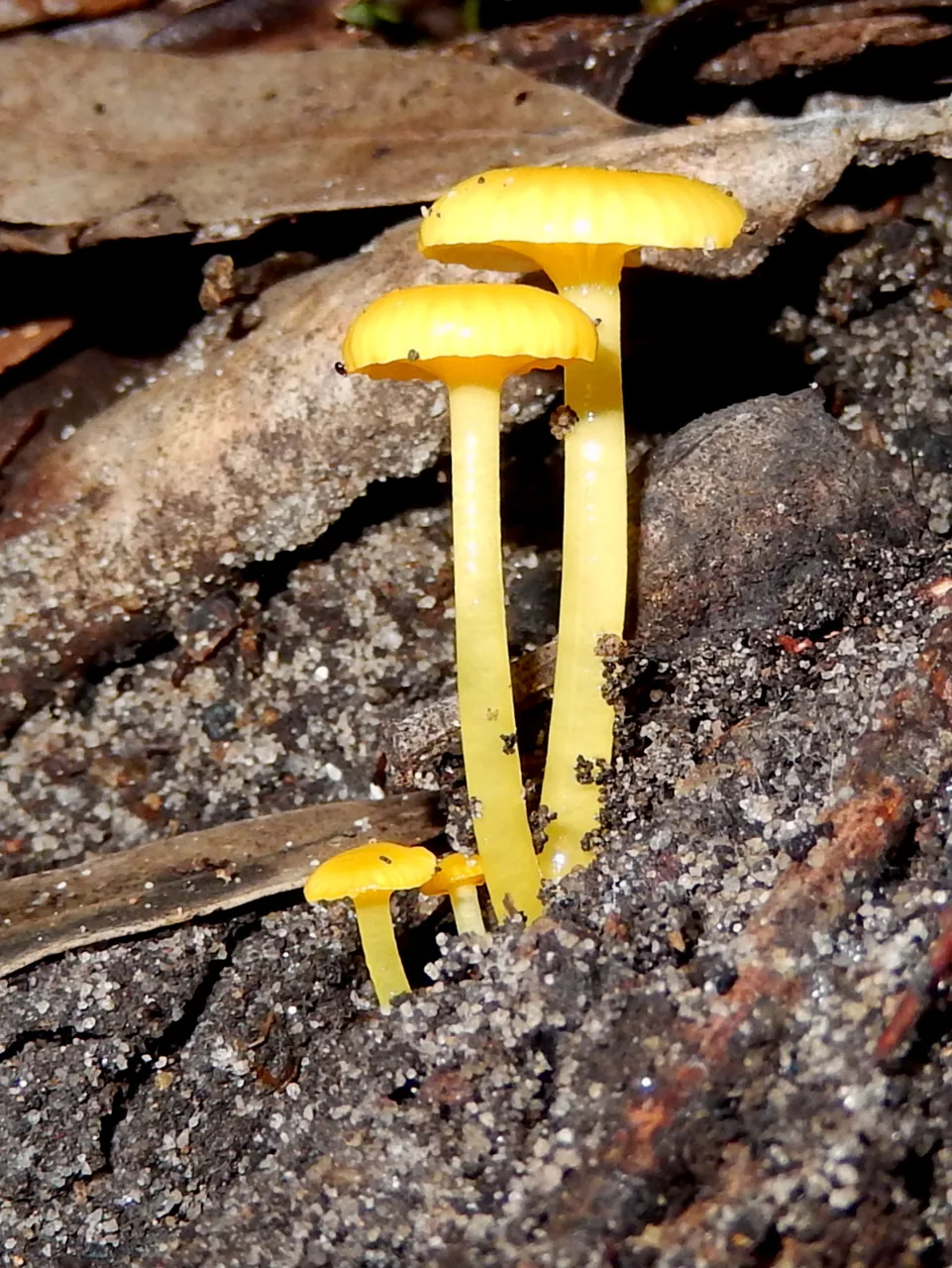 Hygrocybe chromolimonea (Hygrocybe chromolimonea) — photo mycologique