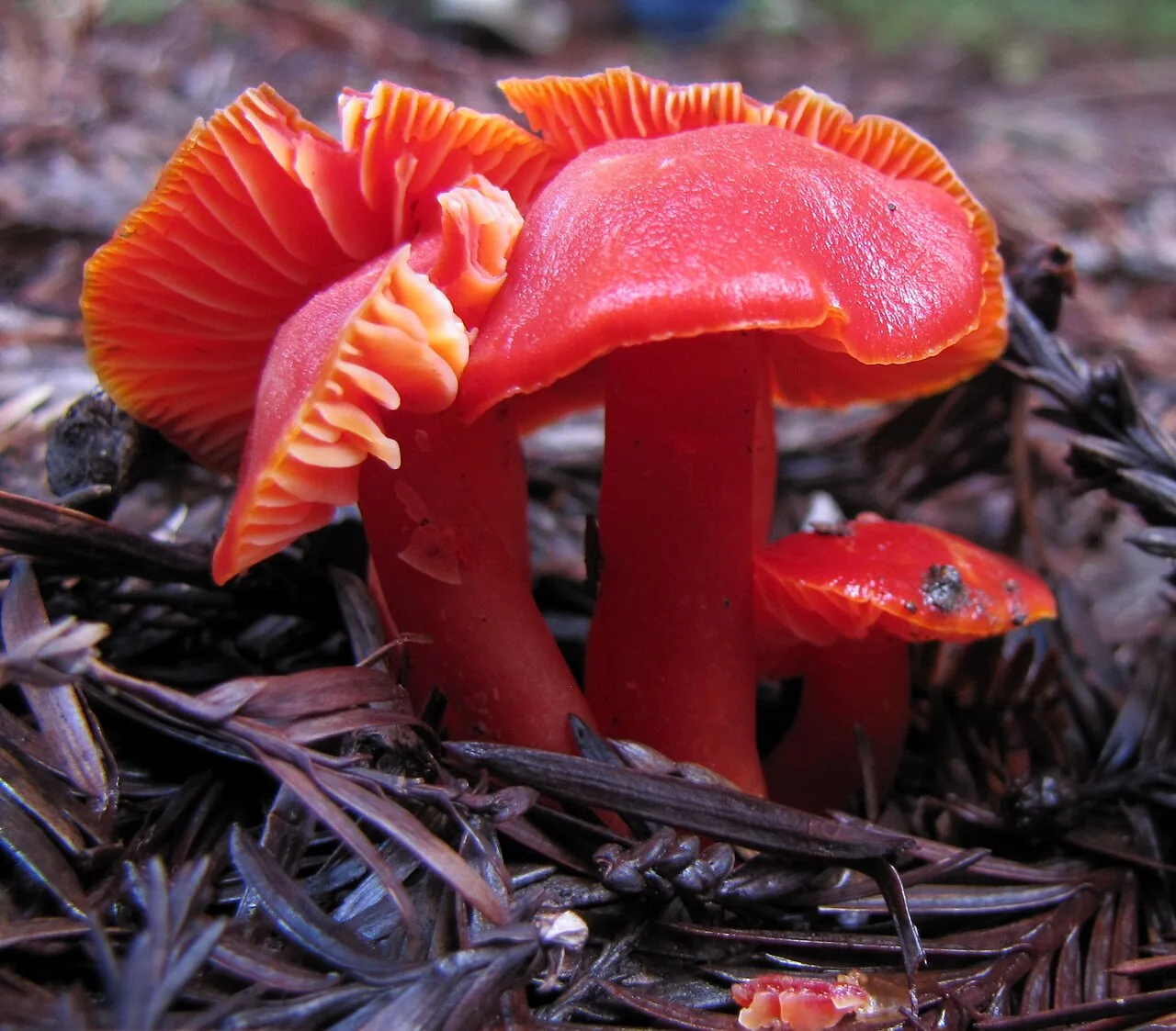 Hygrocybe coccinea (Hygrocybe coccinea) — photo mycologique