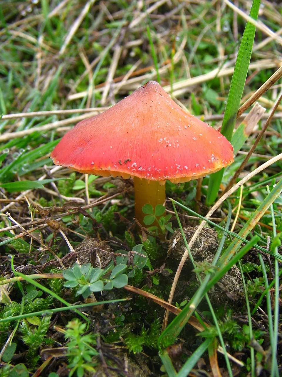 Hygrocybe conica (Hygrocybe conica) — photo mycologique