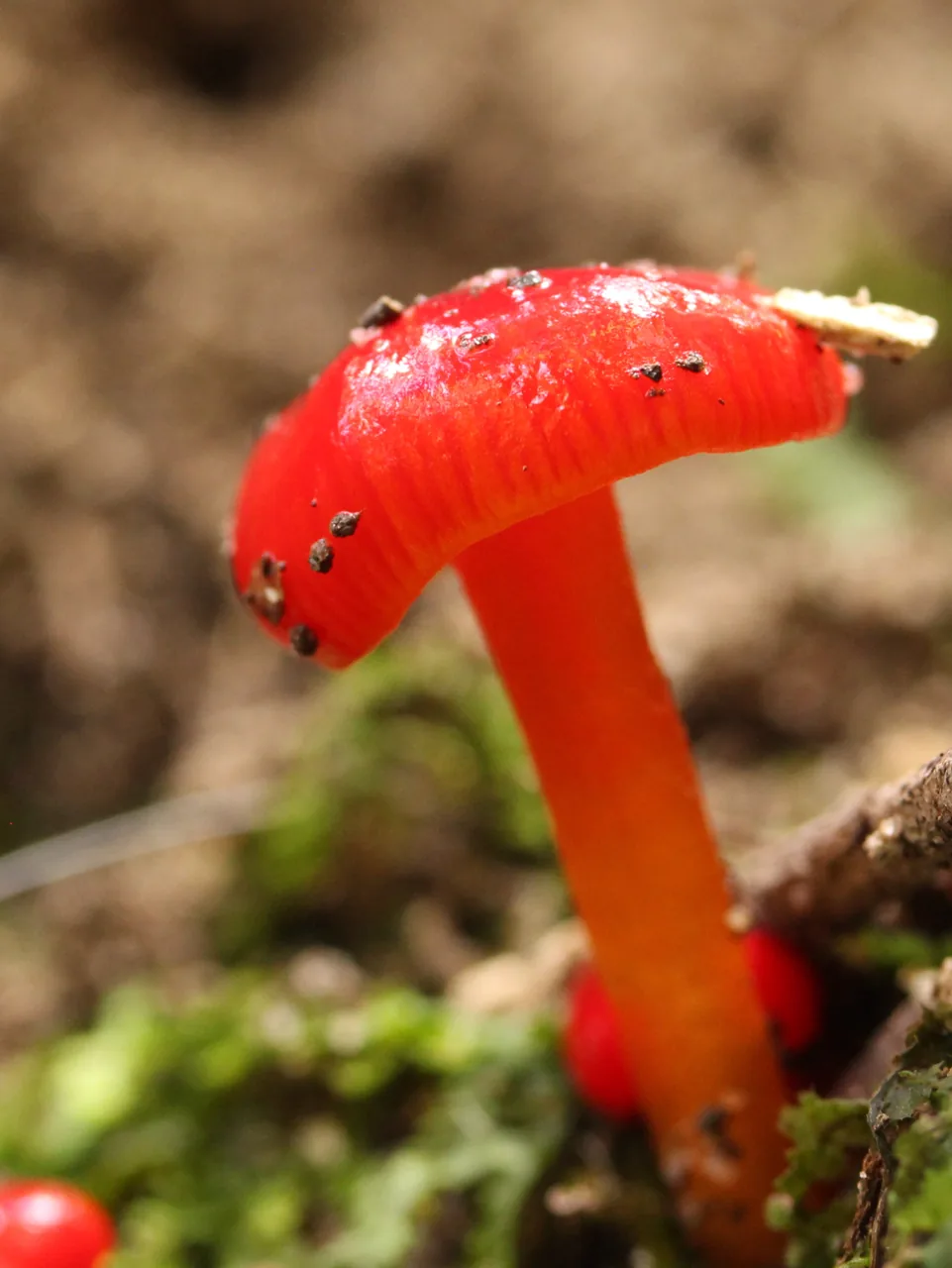 Hygrocybe erythrocala (Hygrocybe erythrocala) — photo mycologique