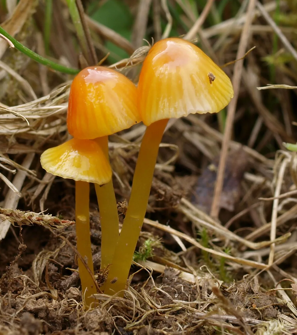 Hygrocybe glutinipes (Hygrocybe glutinipes) — photo mycologique