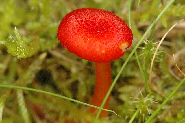 Hygrocybe helobia (Hygrocybe helobia) — photo mycologique