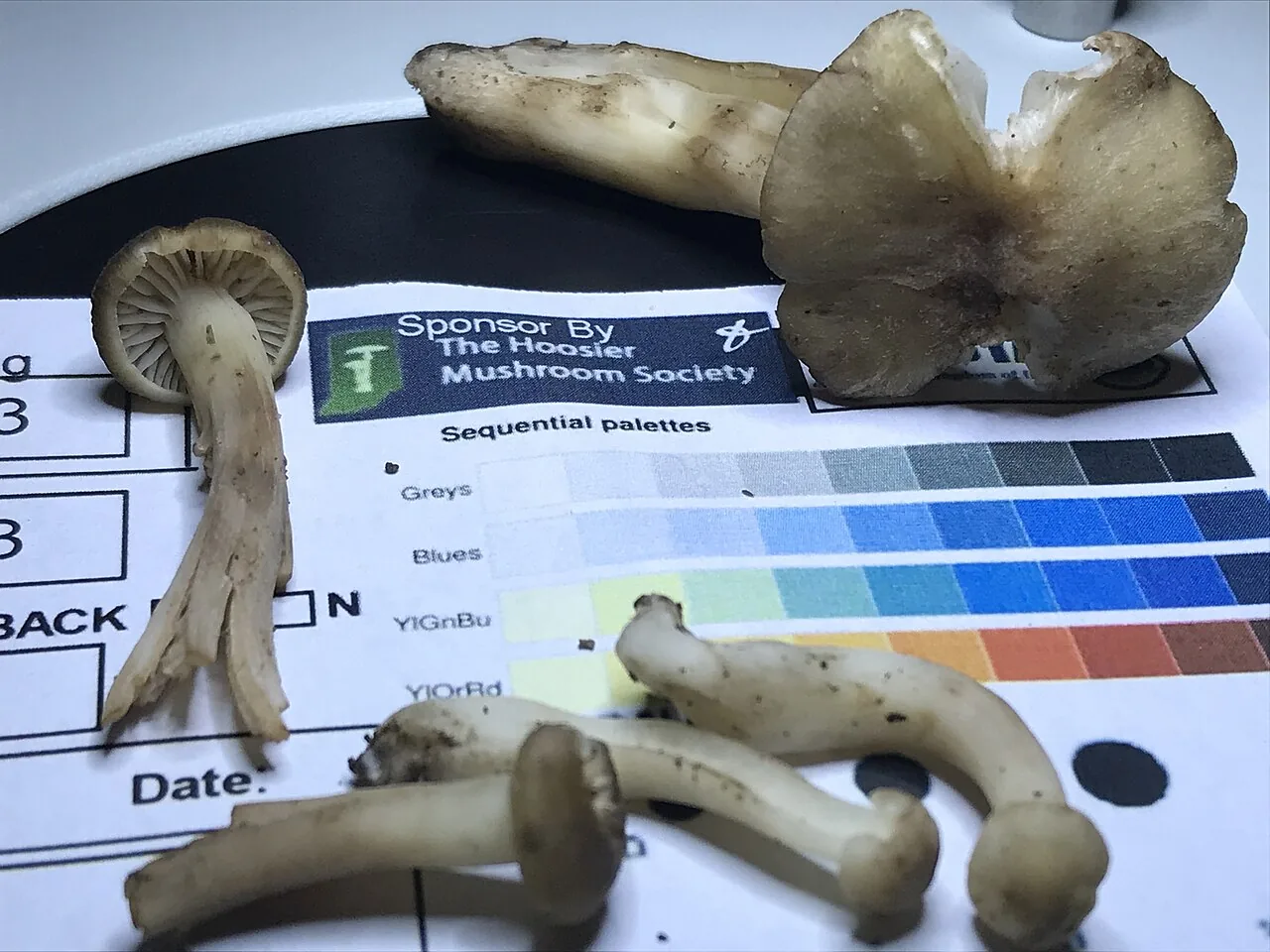 Hygrocybe ingrata (Hygrocybe ingrata) — photo mycologique