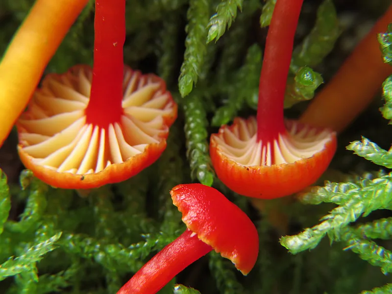 Hygrocybe insipida (Hygrocybe insipida) — photo mycologique