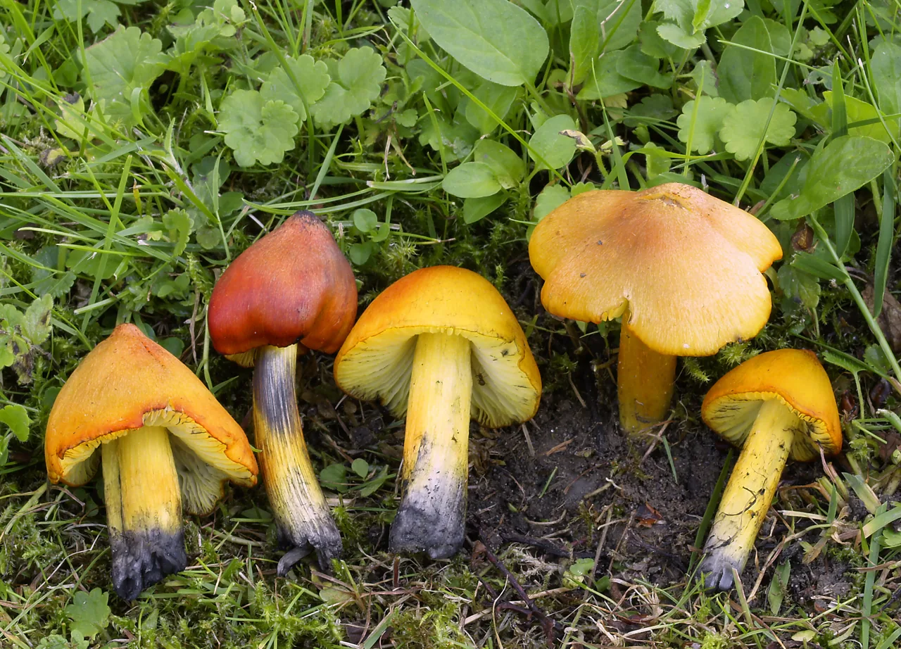 Hygrocybe kandora (Hygrocybe kandora) — photo mycologique