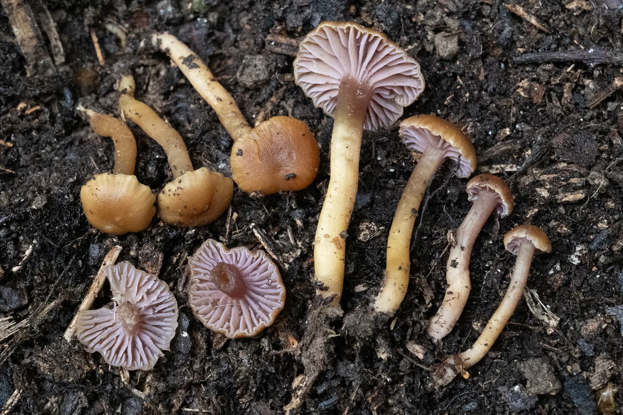 Hygrocybe lilaceolamellata (Hygrocybe lilaceolamellata) — photo mycologique