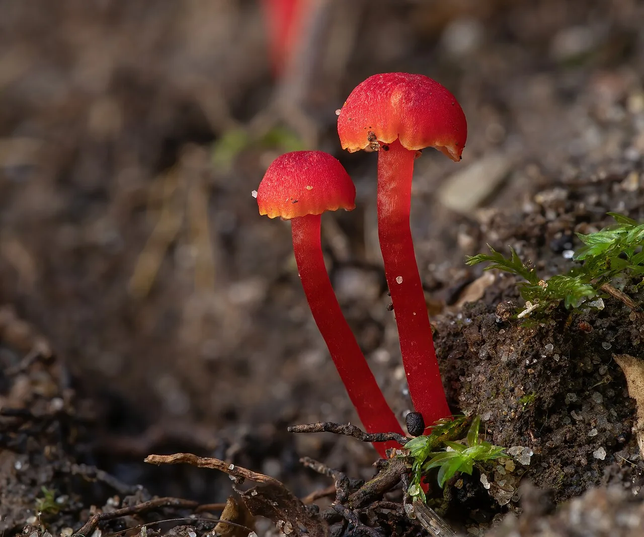 Hygrocybe miniata (Hygrocybe miniata) — photo mycologique