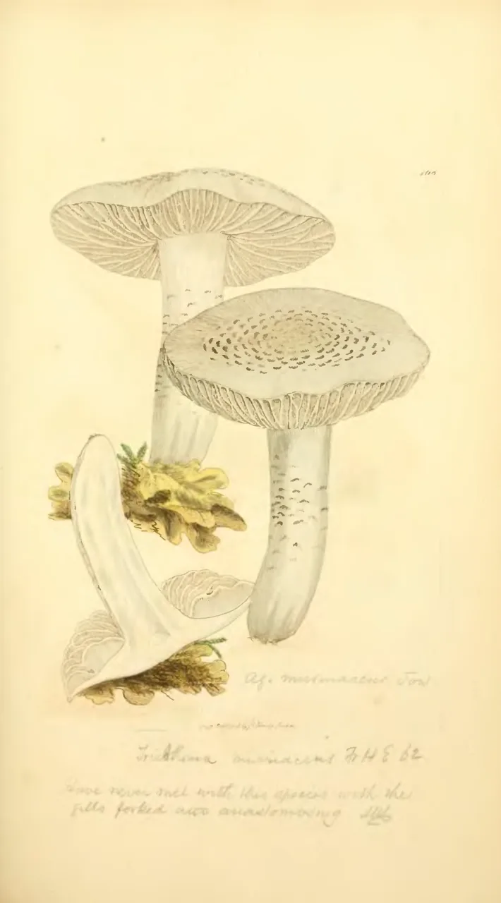 Hygrocybe murinacea (Hygrocybe murinacea) — photo mycologique
