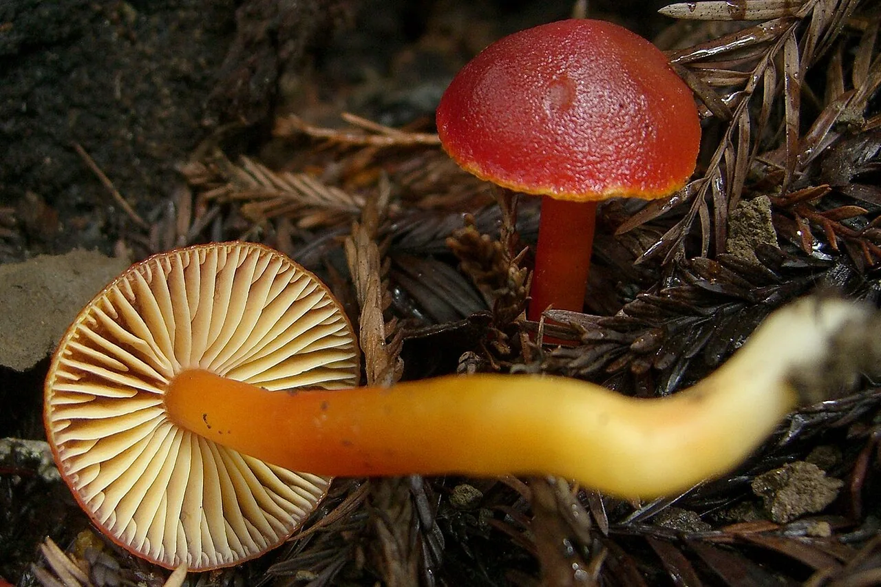 Hygrocybe punicea (Hygrocybe punicea) — photo mycologique