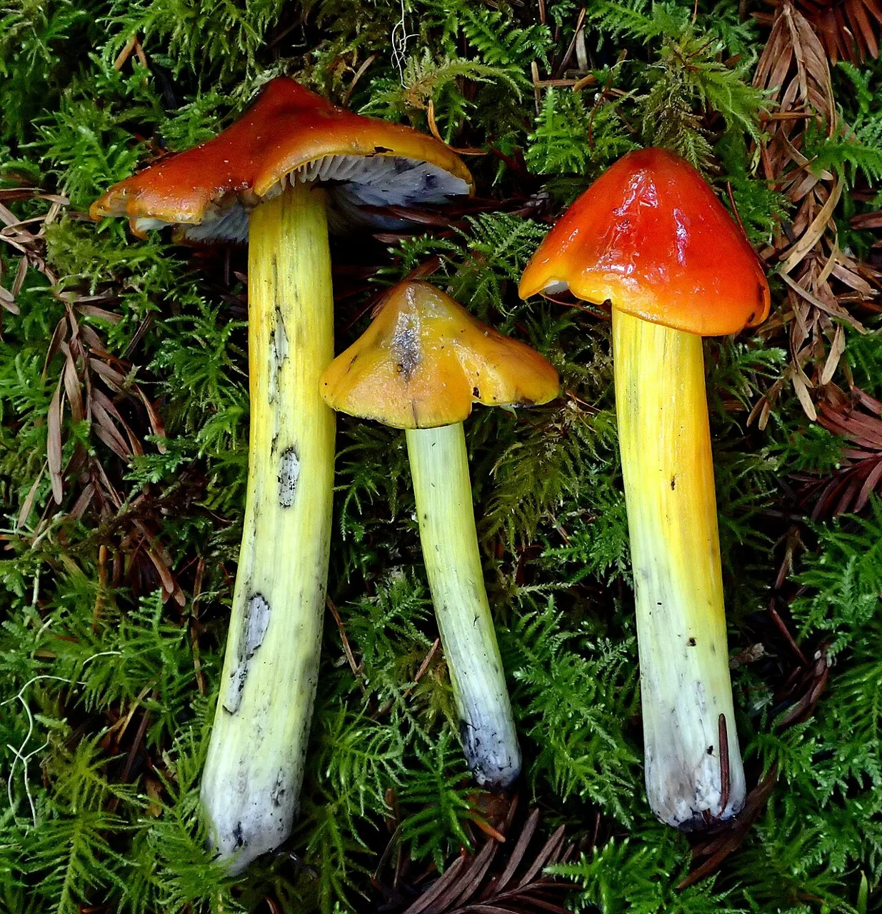 Hygrocybe singeri (Hygrocybe singeri) — photo mycologique