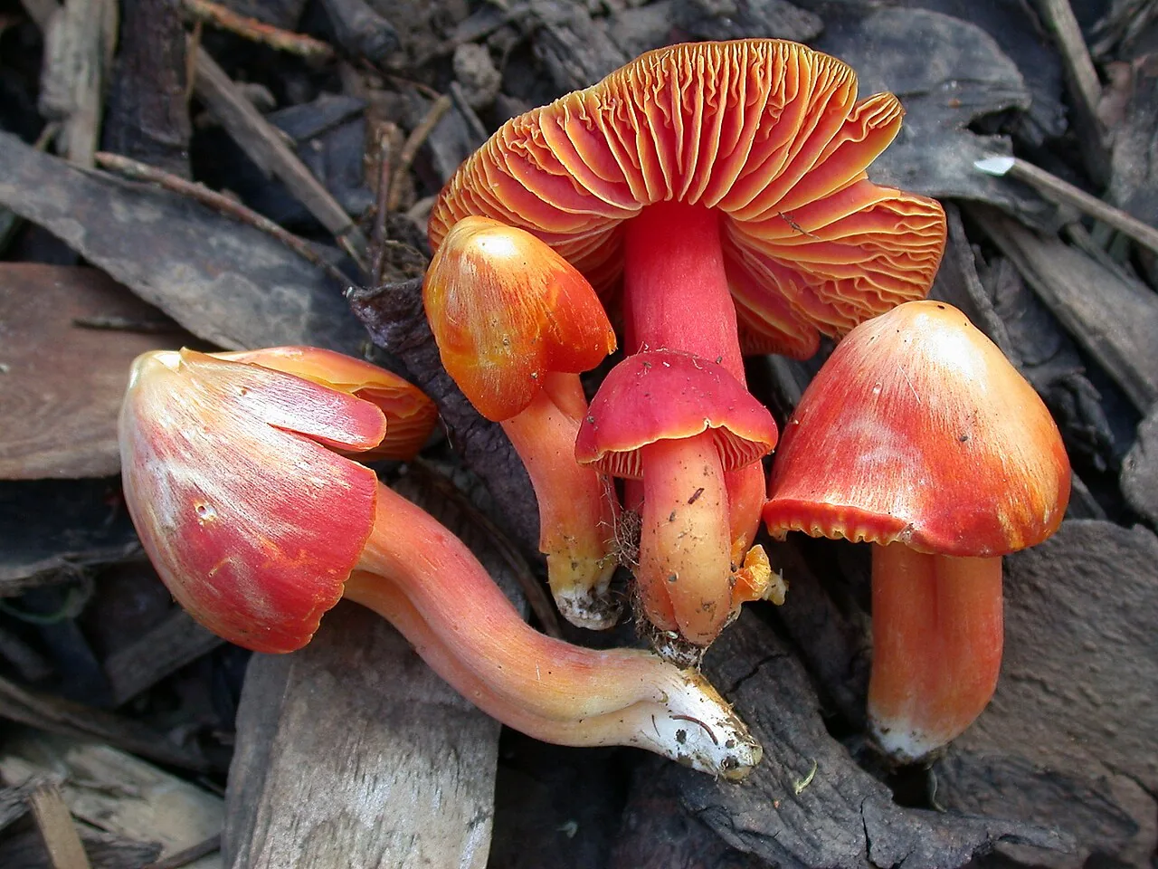 Hygrocybe splendidissima (Hygrocybe splendidissima) — photo mycologique