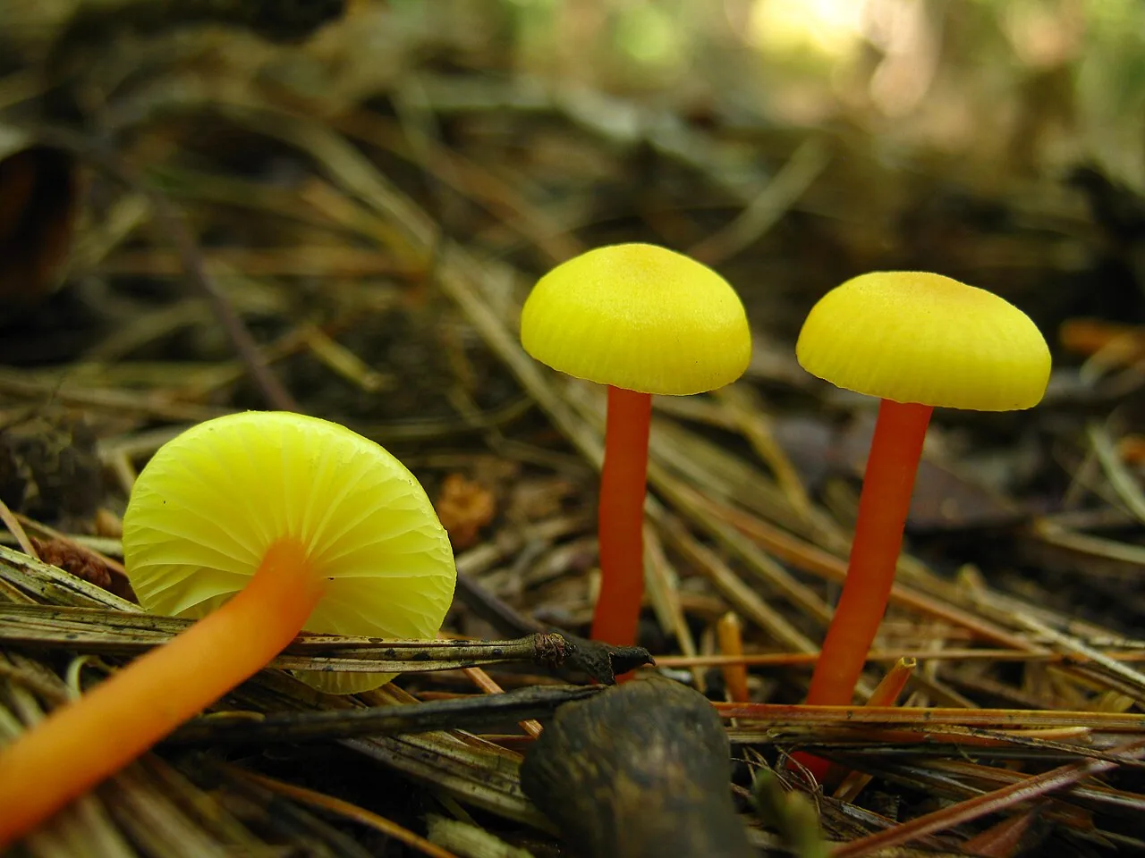 Hygrocybe subminutula (Hygrocybe subminutula) — photo mycologique