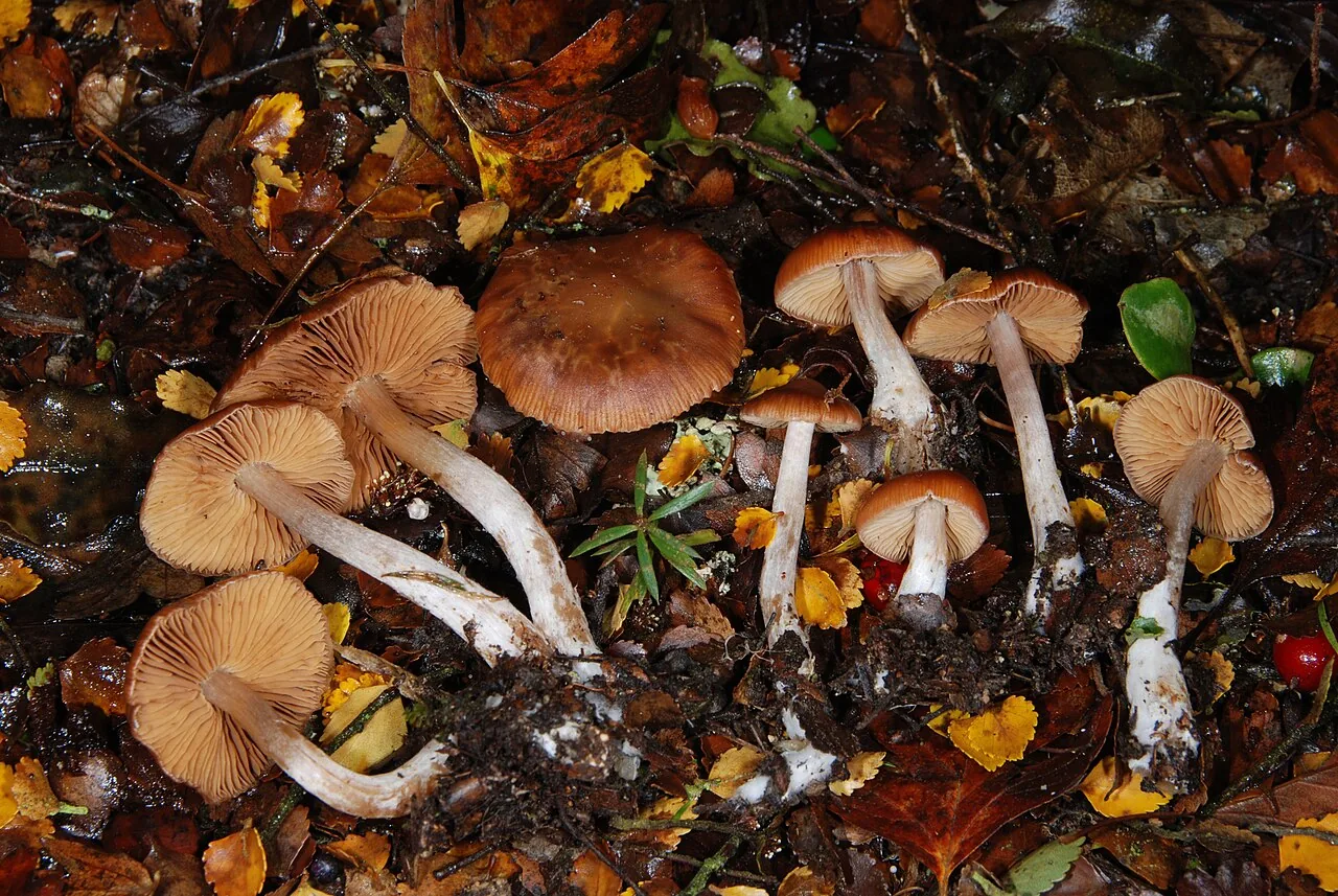 Hygronarius austroduracinus (Hygronarius austroduracinus) — photo mycologique