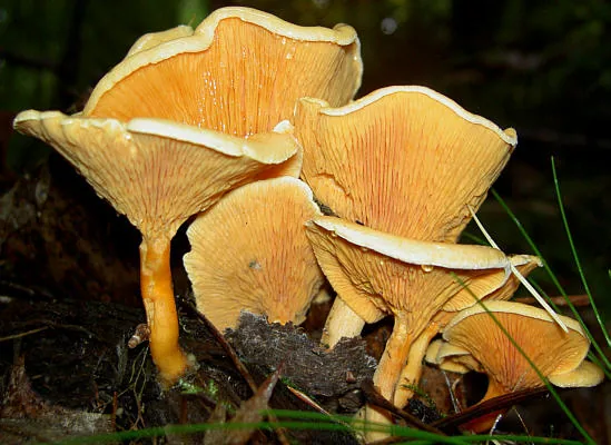 Hygrophoropsis aurantiaca (Hygrophoropsis aurantiaca) — photo mycologique