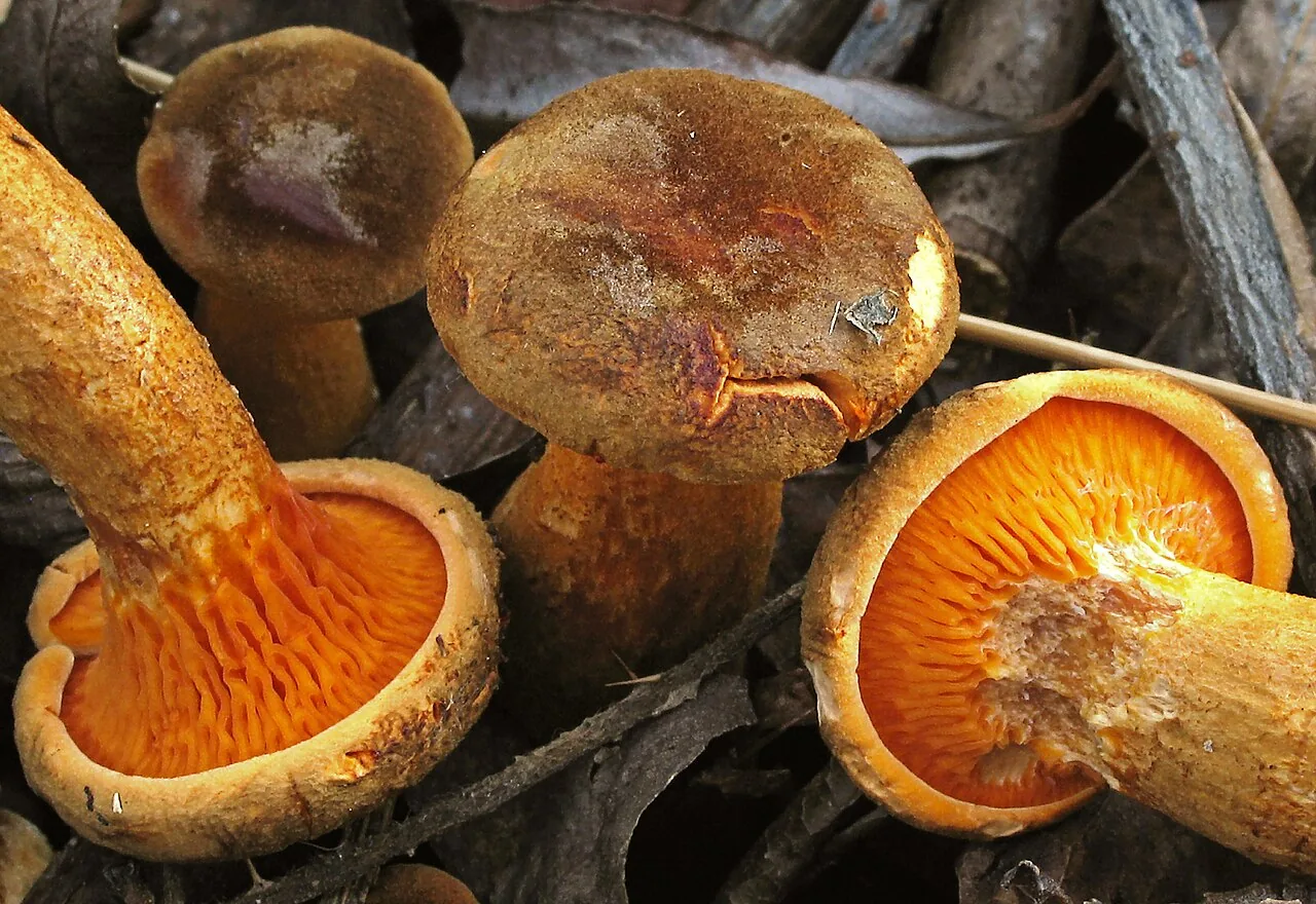 Hygrophoropsis rufa (Hygrophoropsis rufa) — photo mycologique