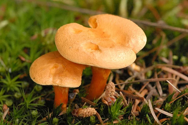 Hygrophoropsis tapinia (Hygrophoropsis tapinia) — photo mycologique