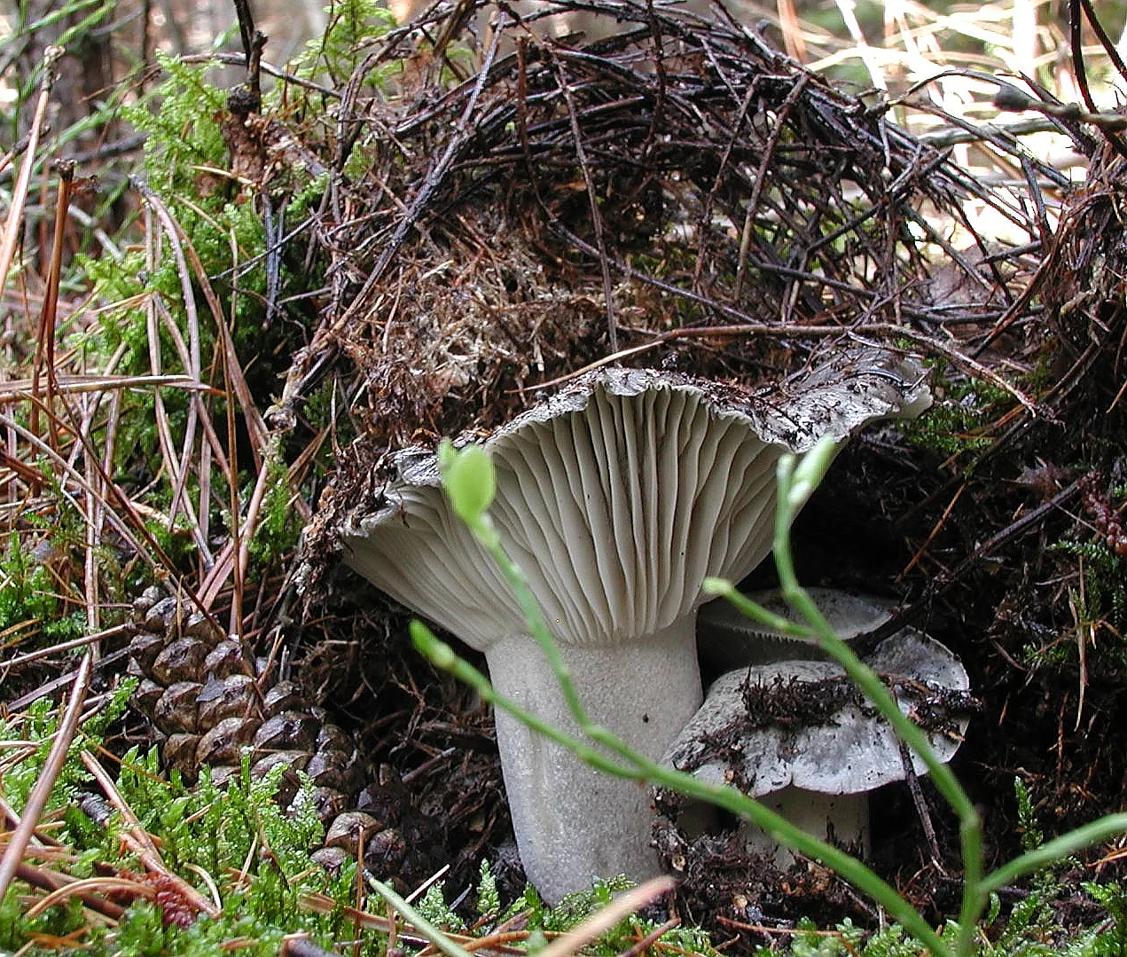 Hygrophorus barbatulus (Hygrophorus barbatulus) — photo mycologique