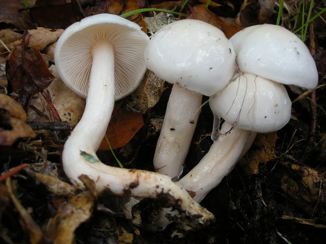 Hygrophorus caespitosus (Hygrophorus caespitosus) — photo mycologique