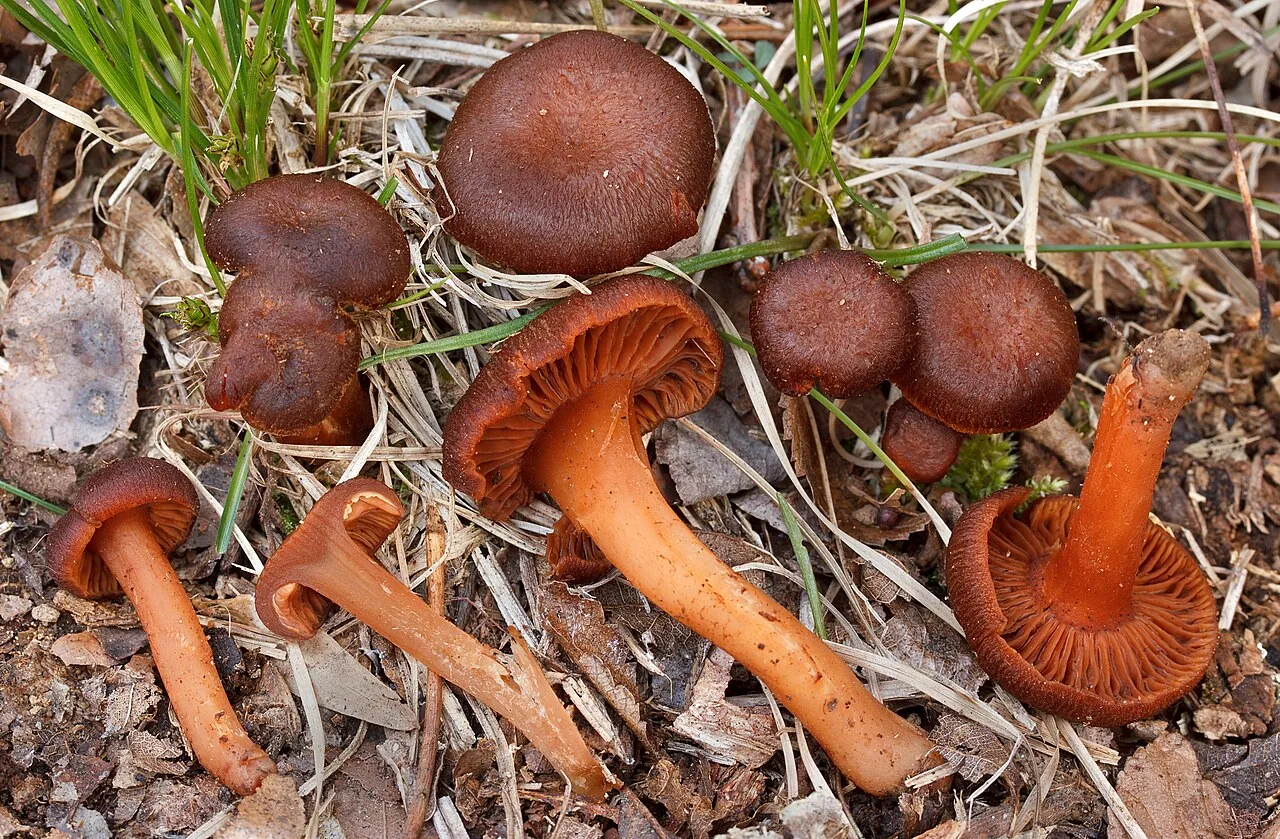 Hygrophorus cokeri (Hygrophorus cokeri) — photo mycologique