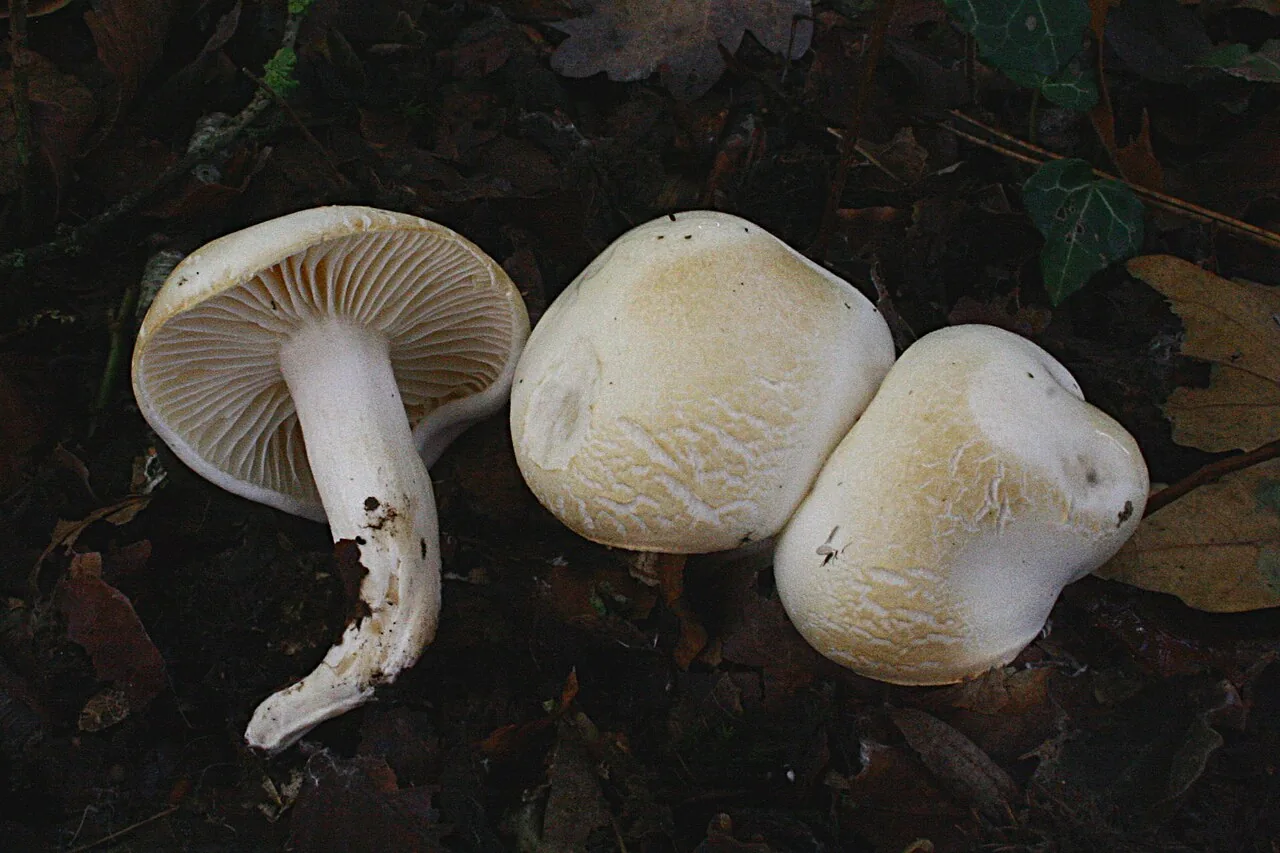Hygrophorus discoxanthus (Hygrophorus discoxanthus) — photo mycologique