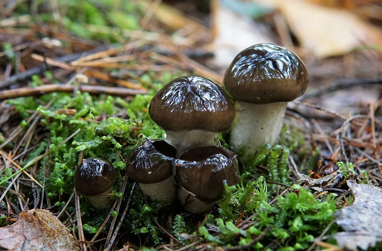 Hygrophorus fuligineus (Hygrophorus fuligineus) — photo mycologique