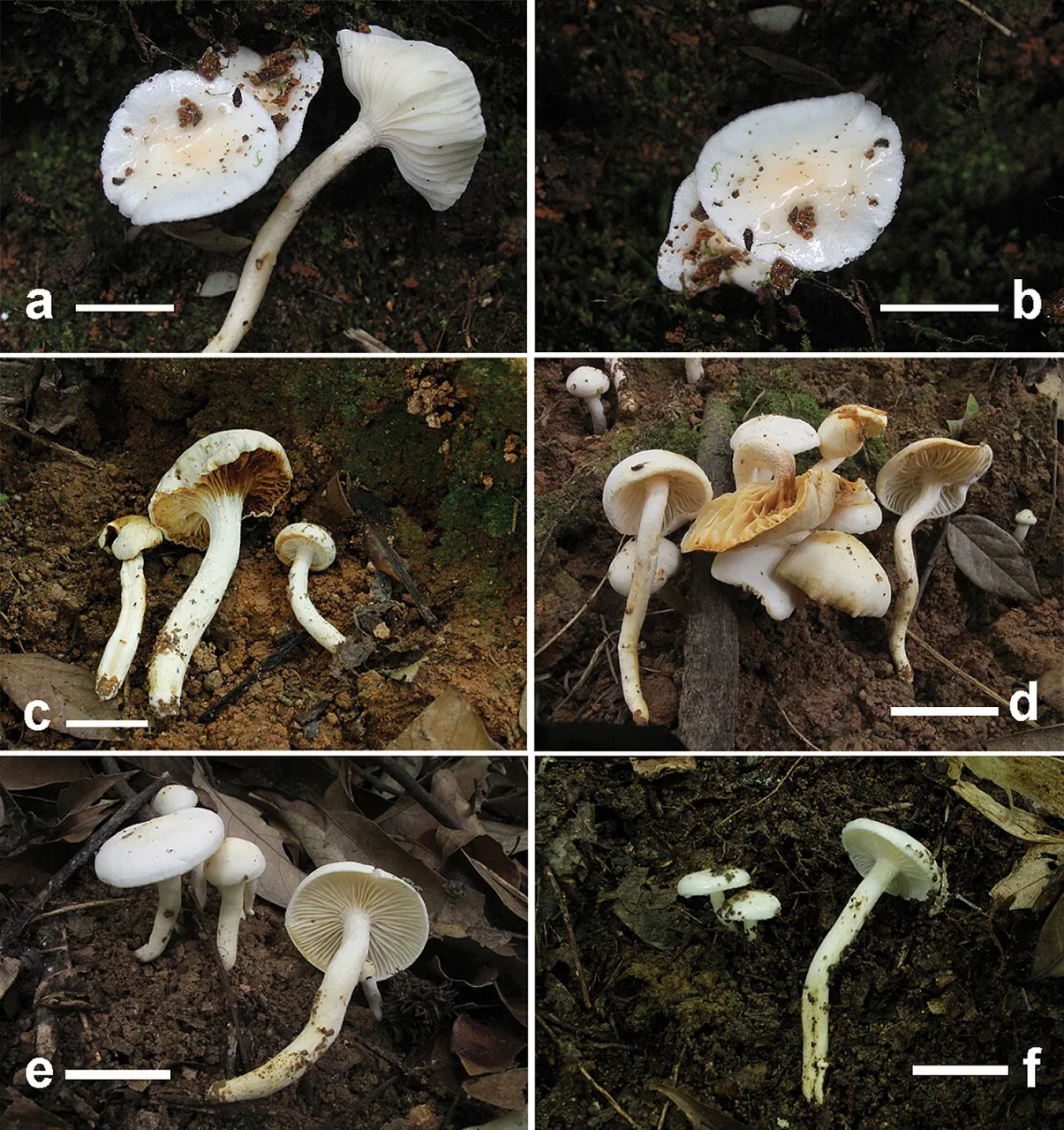 Hygrophorus glutiniceps (Hygrophorus glutiniceps) — photo mycologique