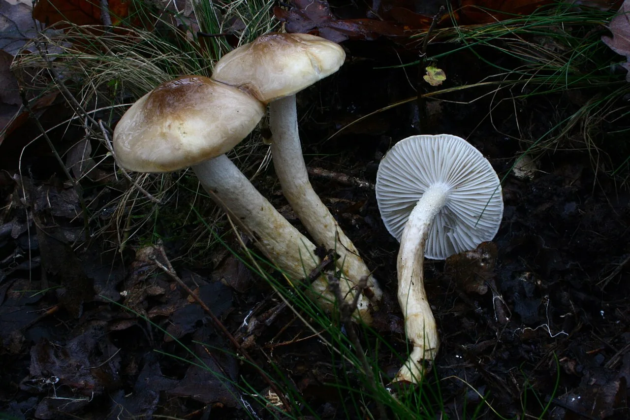 Hygrophorus glutinifer (Hygrophorus glutinifer) — photo mycologique